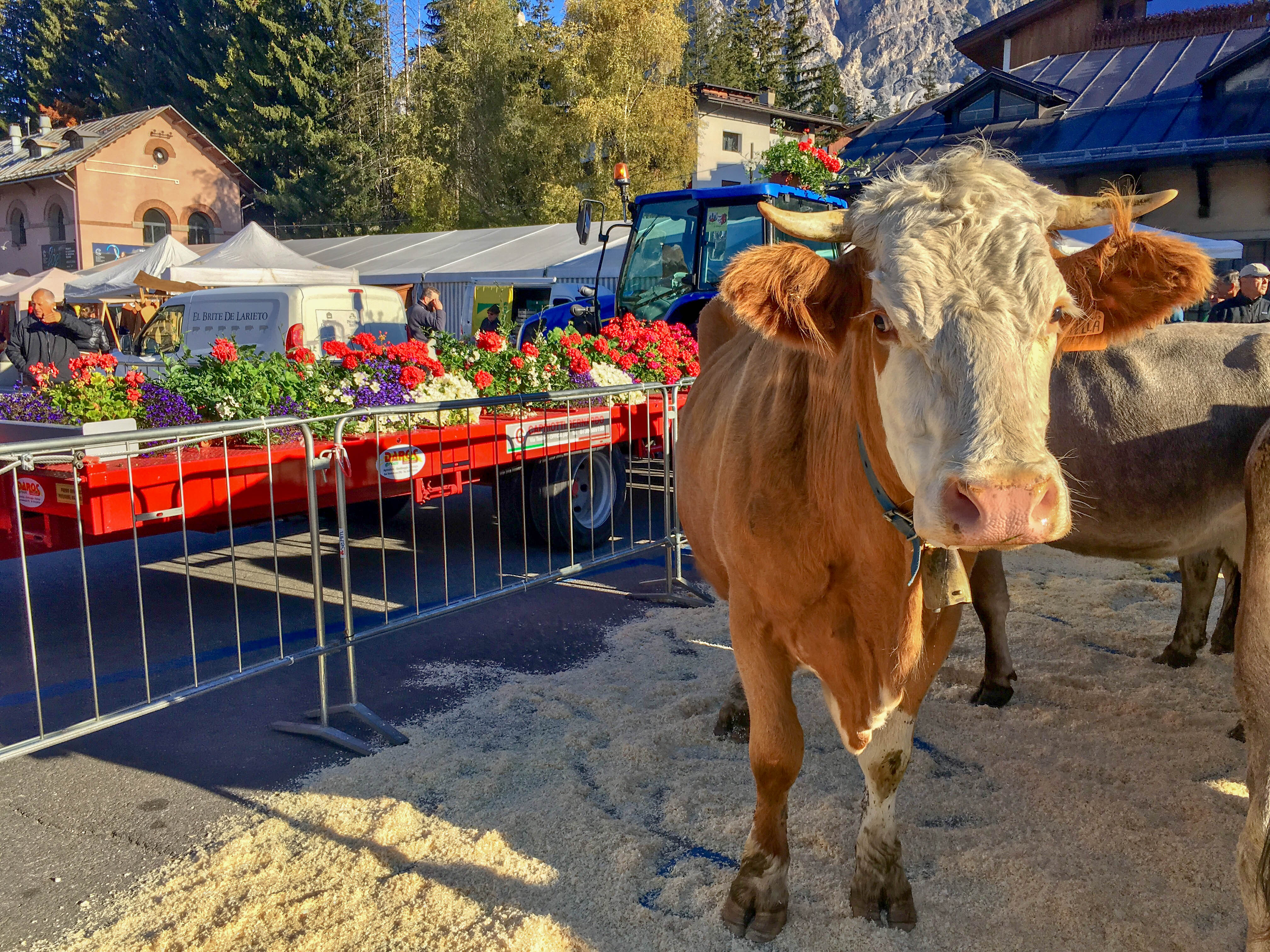 Festa del Desmontea, Cow Festival in Cortina in October