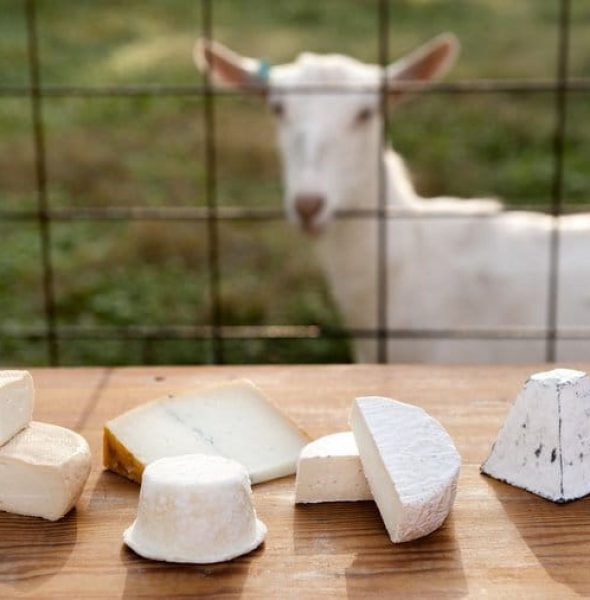 Goat cheese tastings on the autumn hills