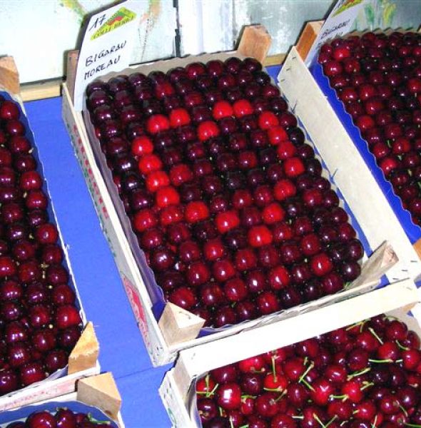 Cherry Festival / Market in Castegnero