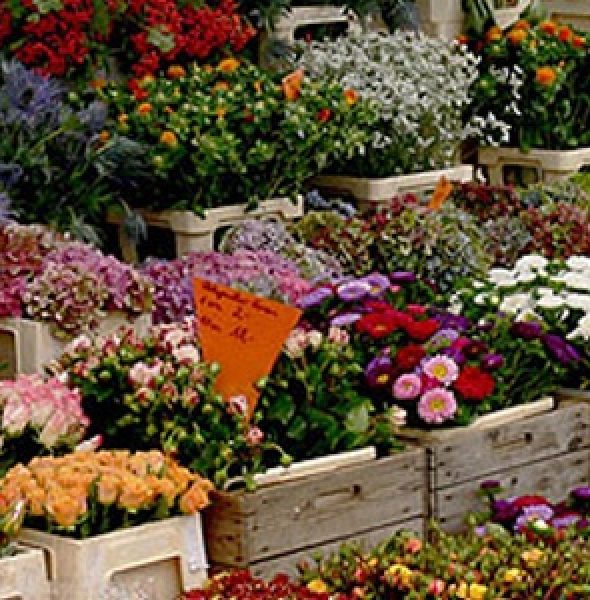 Fiori, Colori e&#8230; &#8211; Flowers / plants street market