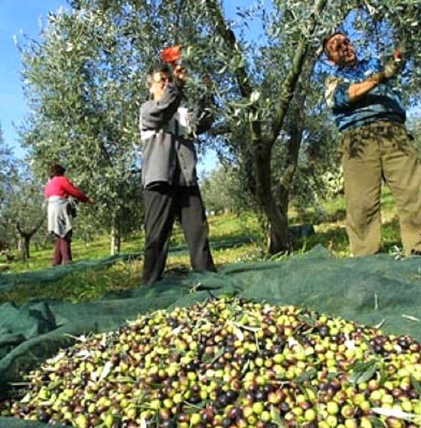 Olive Harvest, Olive Oil Tasting and Lunch in Hills