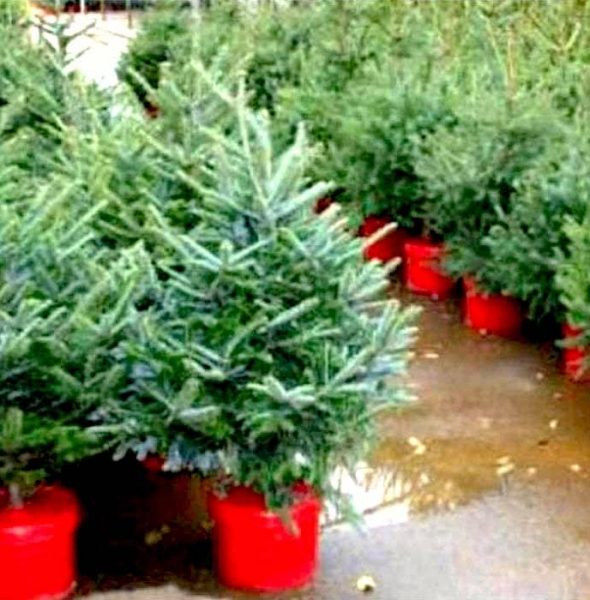 15% OFF on Potted Christmas trees at De Antoni Nursery